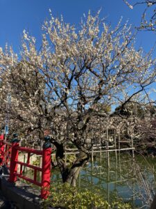 亀戸天神社の梅まつり,江東区