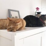 棚の上に寝そべる3匹の猫