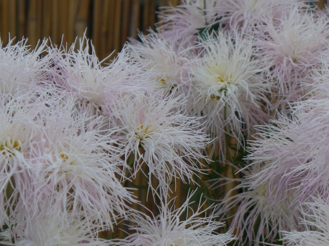 菊,菊花,chrysanthemum