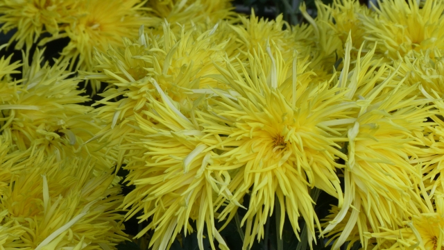 菊,菊花,chrysanthemum
