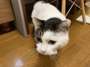 日立,RAS-D22NBK(W),エアコン,エアコンクリーニング,猫,ペット,カビ